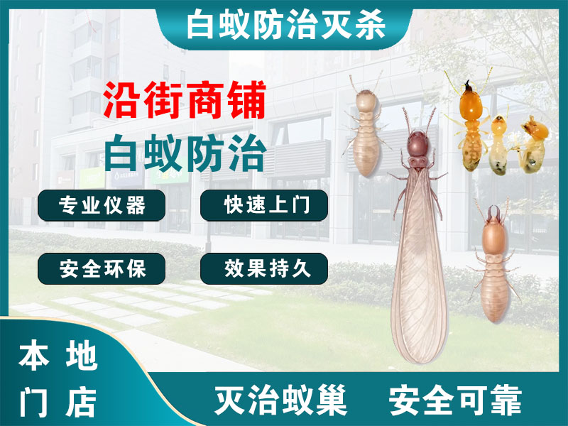 鄞州区沿街商铺白蚁防治