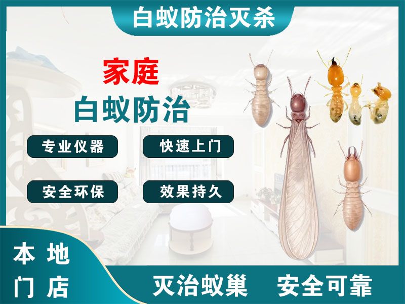 鄞州区家庭白蚁防治
