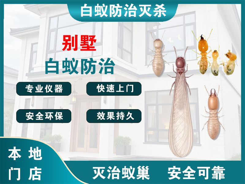 鄞州区别墅白蚁防治