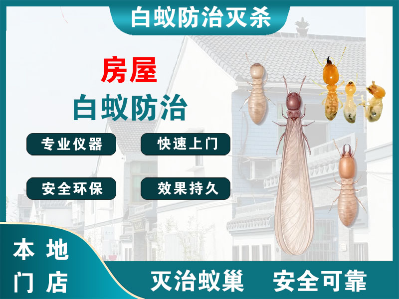 鄞州区房屋白蚁防治